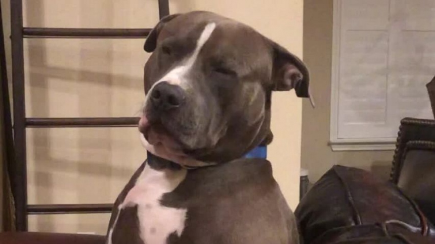 Video: Chú chó lờ đờ cố chống lại cơn buồn ngủ đang kéo sụp mi mắt